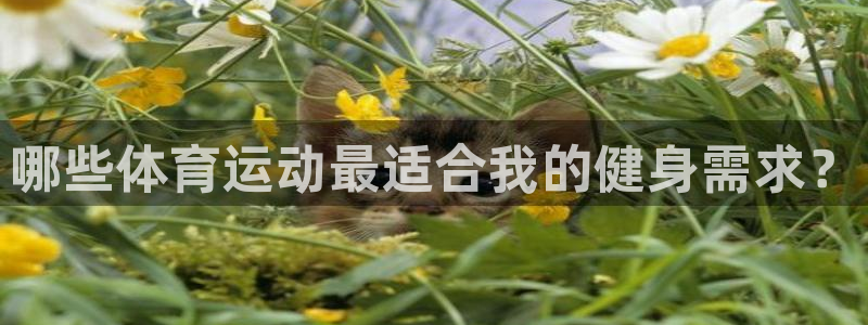 三亿体育网页版