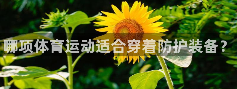 三亿体育网页版